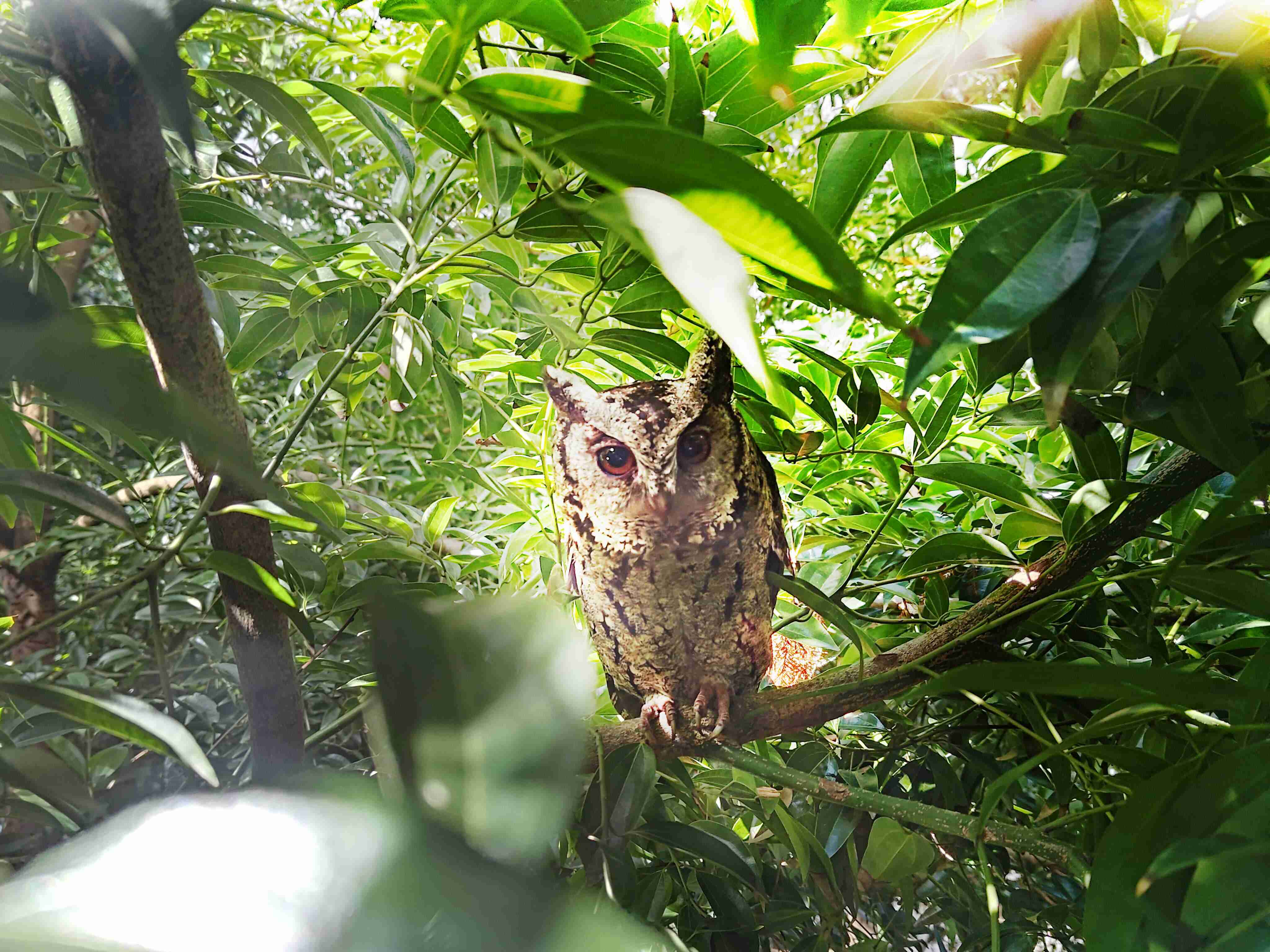 尊龙z6致力提倡净零绿生活，，，，16年以来在全球各厂区植树逾百万棵，，，，造就各厂区树木蔚然成林，，，犹如森林工厂，，成为许多生物的栖息地